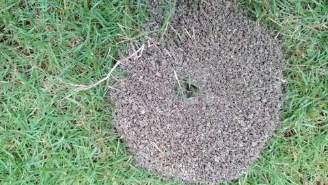 पीपरिया घारा