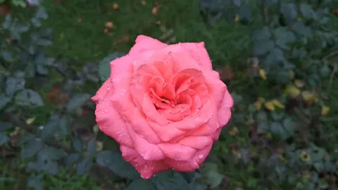 गुलाब के फूला