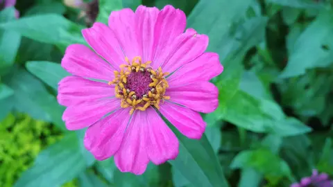 चंदरमुखी फूला 2 