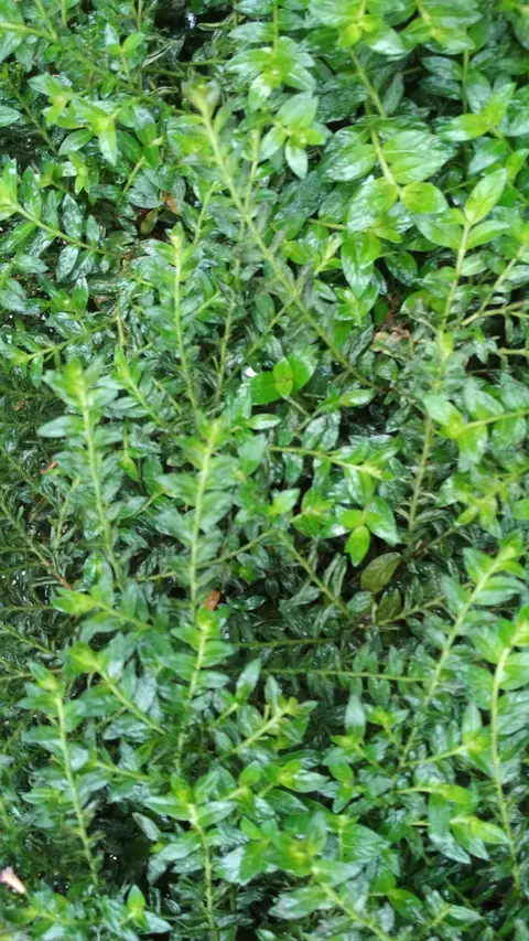 फूला के गछा